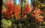 photo thumbnail #11