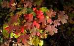 photo thumbnail #15