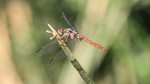 photo thumbnail #2