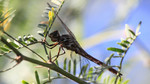 photo thumbnail #5