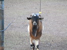 photo thumbnail #5