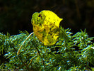photo thumbnail #4