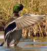 photo thumbnail #12