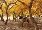photo thumbnail #11