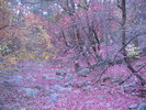 photo thumbnail #15