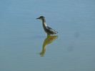 photo thumbnail #15