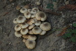 photo thumbnail #10