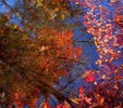 photo thumbnail #13