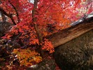 photo thumbnail #11