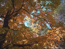 photo thumbnail #15