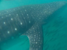 photo thumbnail #13