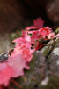 photo thumbnail #13