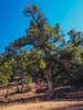 2013-11-13 :2: Cherry Creek Road FR 203 :: Oregon_Hiker
