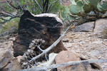 photo thumbnail #13