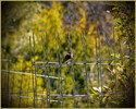 photo thumbnail #14