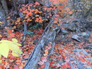 photo thumbnail #1
