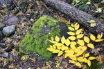 photo thumbnail #5