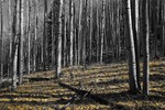 photo thumbnail #6