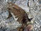 photo thumbnail #14