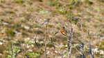 photo thumbnail #11