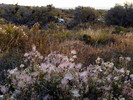 photo thumbnail #13