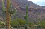 photo thumbnail #12