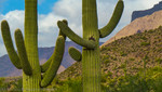 photo thumbnail #14