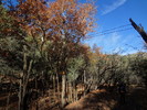 photo thumbnail #8