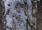 photo thumbnail #15