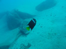 photo thumbnail #11