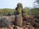 photo thumbnail #7