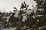 photo thumbnail #12