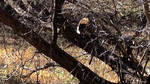 photo thumbnail #15