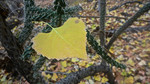 photo thumbnail #12