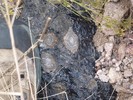 2013-11-16 :2: Charlebois Loop II :: big_load