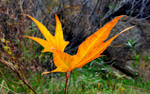photo thumbnail #9