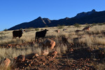 photo thumbnail #13