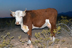 photo thumbnail #15