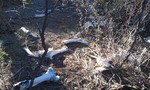 photo thumbnail #5
