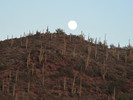 photo thumbnail #9