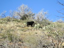 photo thumbnail #7