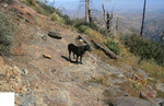 photo thumbnail #5