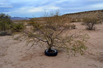 photo thumbnail #5
