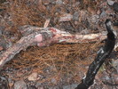 photo thumbnail #11