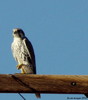 Featured Detail Photo