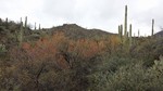 photo thumbnail #11
