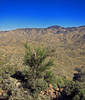 2013-12-24 :1: Hackberry Butte Summit 4230 :: Grasshopper