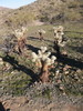 photo thumbnail #4