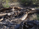 photo thumbnail #13
