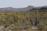 photo thumbnail #13